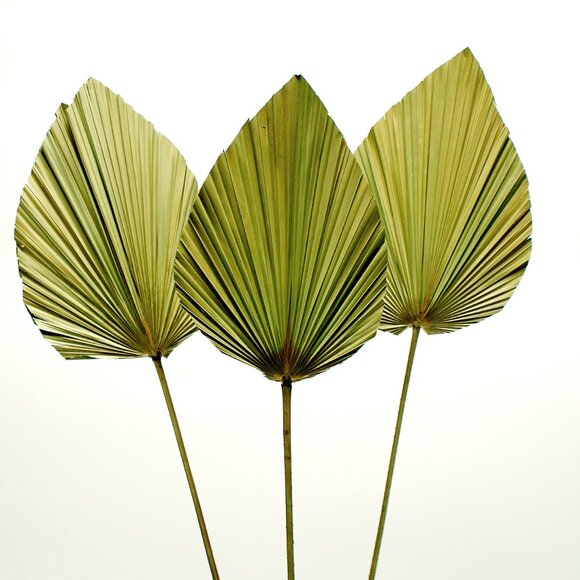 ANAHAW LEAF MED - Picture 5 of 9